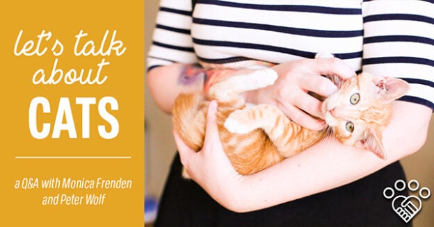 Webinar – 1/21/21 – Let’s Talk About Cats – American Pets Alive!