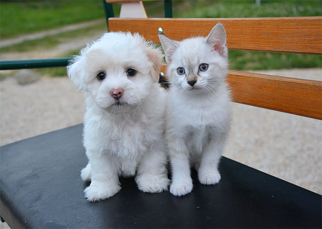 Puppy and kitten sitting next to each other on chair