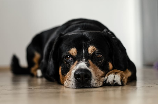 Dog lying down and looking sad
