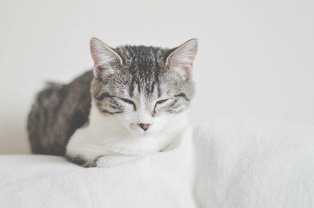 White and gray tabby with eyes almost closed