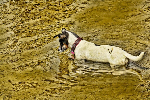 Webinar – 2/25/21 – Leptospirosis: Why Awareness and Diagnosis is Crucial to the Health of your Patients, Clients and Practice – VETGirl