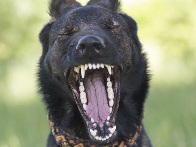 German shepherd with teeth bared