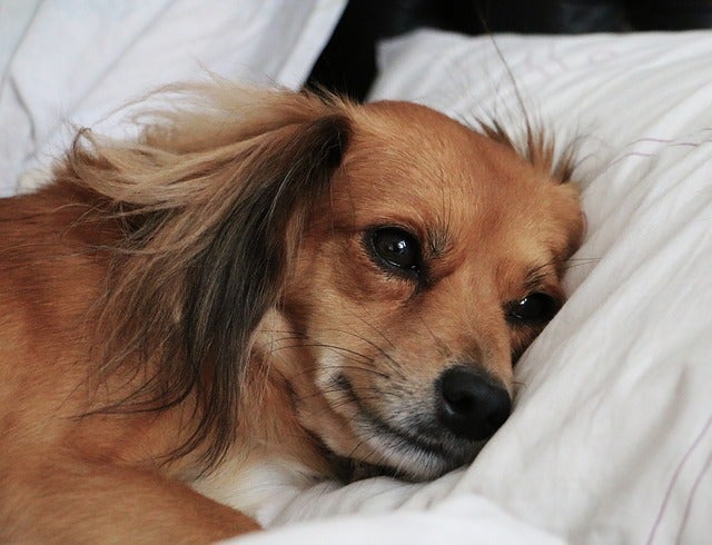 Dog lying in bed with head on pillow