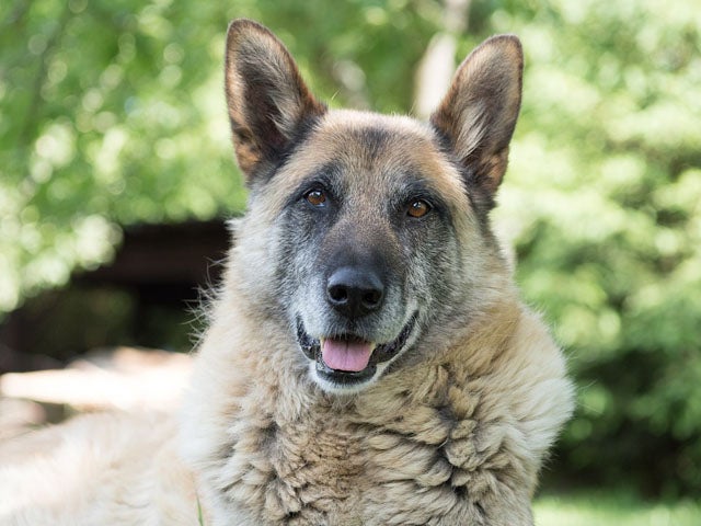 Aging German Shepherd