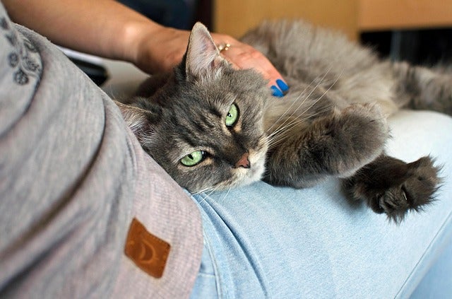 Cat resting on lap