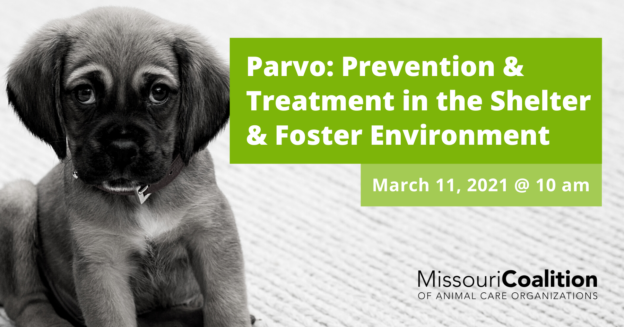 Webinar – 3/11/21 – Preventing and Treating Parvo – Missouri Coalition of Animal Care Organizations