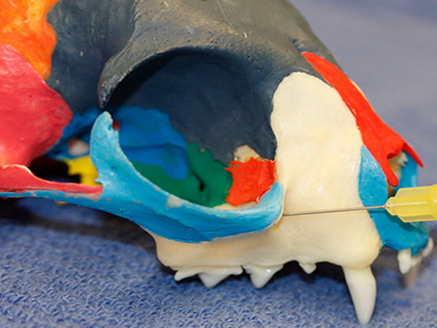 Webinar – 3/1/21 – Dental Nerve Blocks (Regional Analgesia) – VDOS (fee applies)