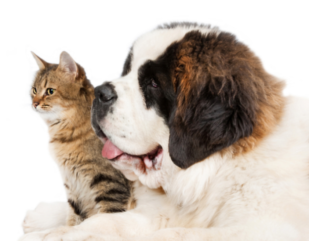 Webinar – 2/25/21 – It took a TEAM to beat Thanos! Why Veterinary Medicine (and the Avengers) is a team sport – Virox