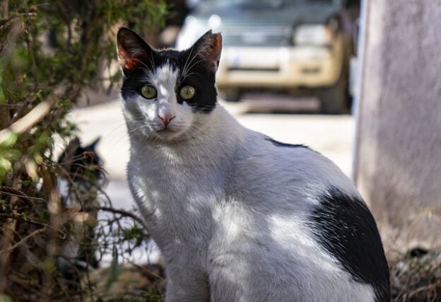 Webinar – 2/26/21 – Shelter PALS CA Shelter Law Webinar: Community Cats – CalAnimals