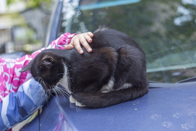 Children pet cat resting on car