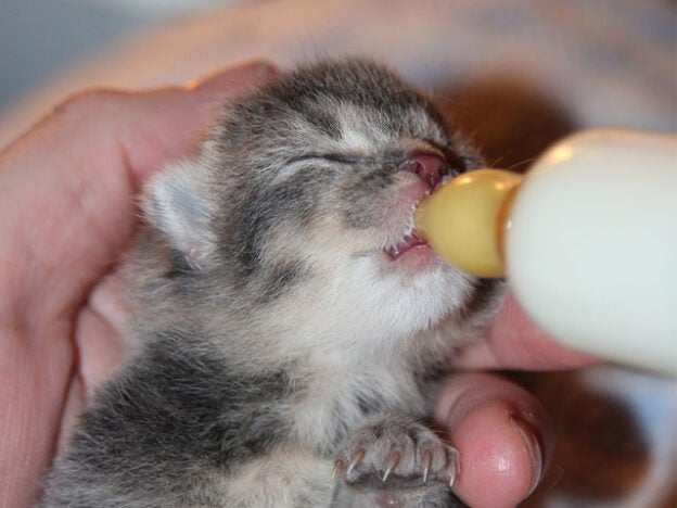 Webinar – 3/8/21 – Kitten Bottle-Feeding 101 – The National Kitten Coalition