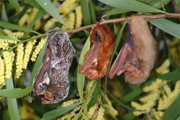 Online Course – 3/26/21 or 5/19/21 – Bat Basics for CA Animal Care & Control – Bat World MidCities (fee applies)
