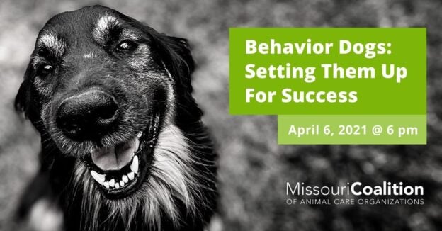 Webinar – 4/6/21 – Behavior Dogs: Setting Them Up For Success – Missouri Coalition of Animal Care Organizations