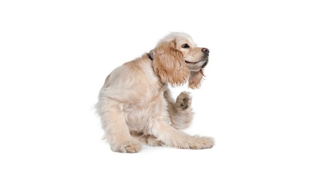 Webinar – 4/14/21 – Making the most of treatment options for allergic dermatitis – VETGirl