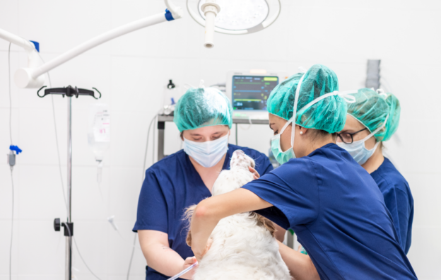 VIN Rounds – 3/11/21 – Incorporating New Anesthesia Methods Into Your Practice – VIN/NAVAS