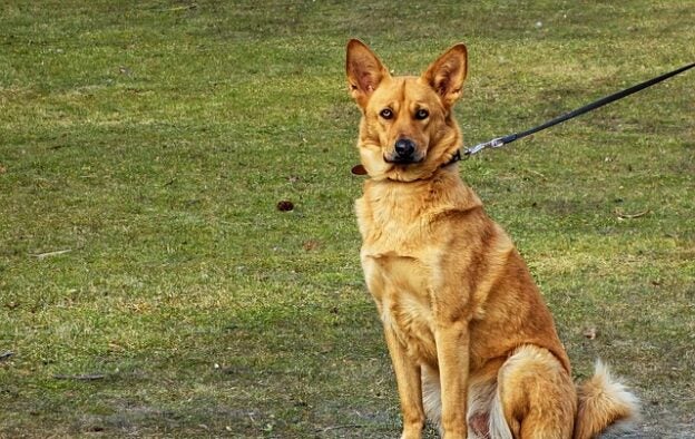 Online Event – 3/4/21 – Live from the Ranch – Ken Ramirez with Grisha Stewart and Laura VanArendonk Baugh – Karen Pryor Academy