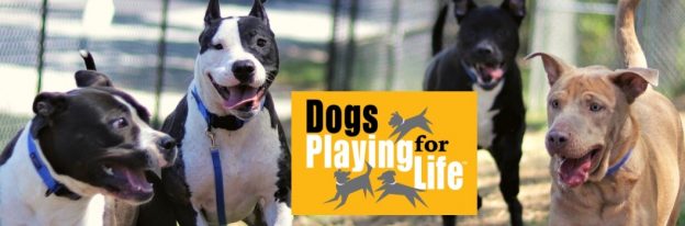 Webinar – 10/4/24 – DPFL Playgroups: The Why, the What, and the How – Dogs Playing for Life