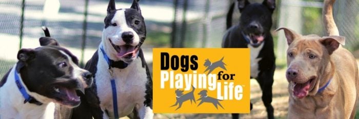 Dogs Playing for Life graphic
