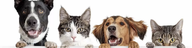 Online Conference – 3/6/21 to 3/7/21 – UGA Shelter Medicine Symposium – UGA Shelter Medicine Club