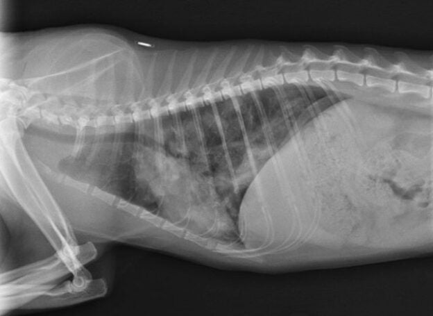 Webinar – 3/21/21 – Antifungal Therapy – Past, Present & Future – VETGirl