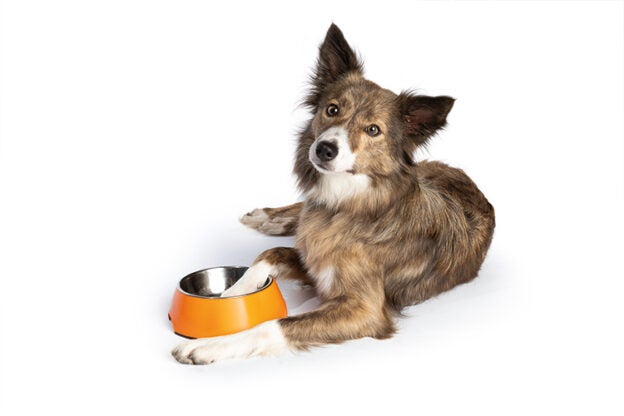 Webinar – 4/8/21 – Don’t wait for weight loss: Supporting intake in pets with chronic disease – VETGirl