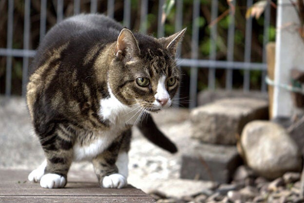 Webinar – 3/30/21 – Pouncing on PAIN: Managing feline osteoarthritis cases – VETGirl