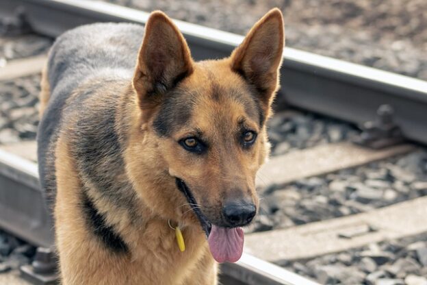 Online Course – 3/18/21 – Advanced Return to Owner in the Field: Beyond the Scanner – Best Friends