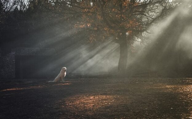 Webinar – 4/15/21 – Chill out – incorporating conditioned relaxation techniques into behavioral therapy – Dr. Christopher Pachel – Dog iBox (fee applies)