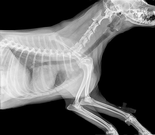 Online Course – Open 4/26/21 to 6/24/21 – Thoracic Radiology of Dogs and Cats: The Areas Not Cardiopulmonary – VIN (fee applies)