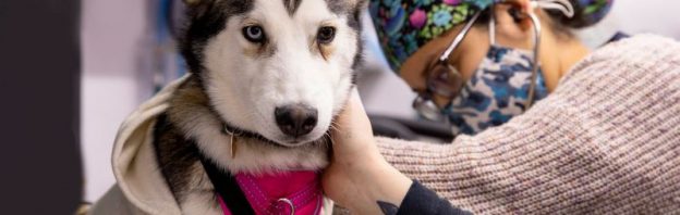 Online Conference – 7/9/21 to 7/11/21 – 2021 ASPCA® Cornell Maddie’s® Shelter Medicine Conference – Maddie’s Fund (fee applies)