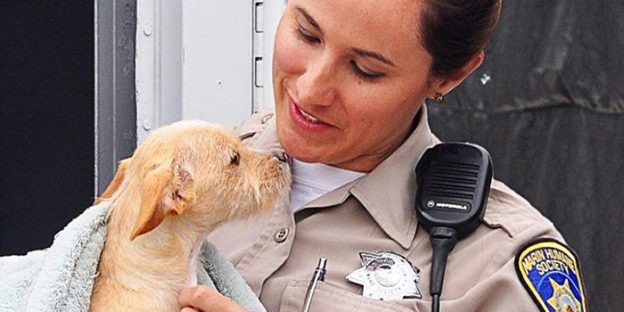 Webinar – 4/13/21 – The Link between Animal Abuse and Domestic Violence – Center for Domestic Peace and Marin Humane