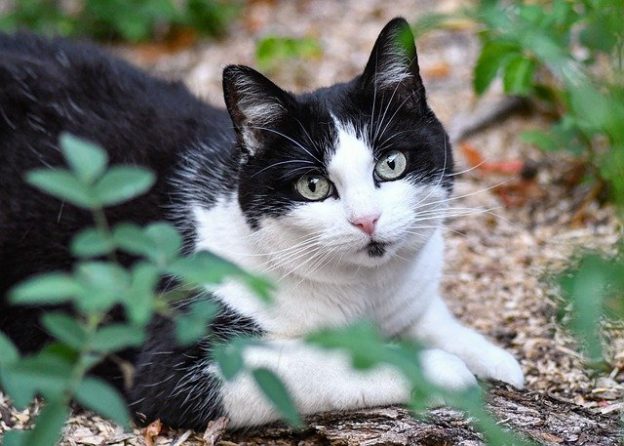 New NACA Statement Benefits Cats and Communities