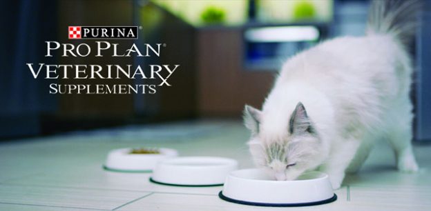 Webinar – 5/4/21 – Hydration Fixation: Beyond the Water Bowl – VETGirl