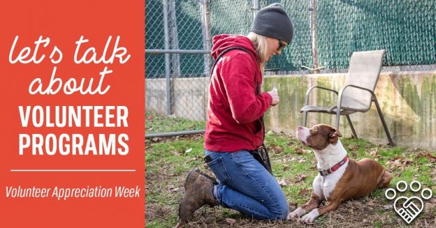 Online Event – 4/18/21 to 4/24/21 – Let’s Talk About Volunteer Programs Call Series – American Pets Alive!