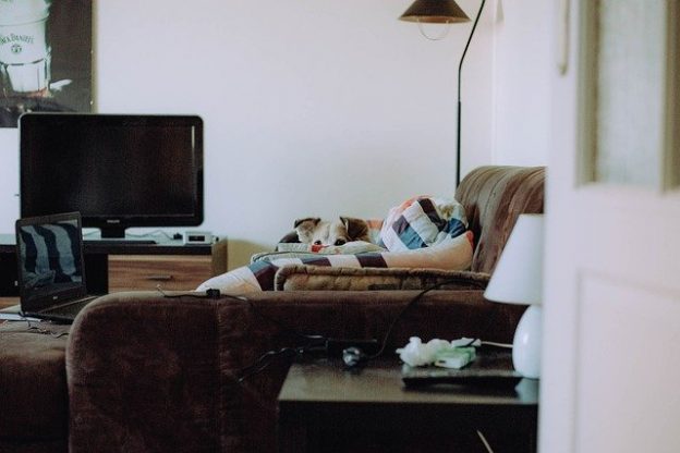 Webinar – 5/17/21 – Make the Shift! Tips To Safely Move Animals to Various Locations with a Team Approach – Dog iBox (fee applies)