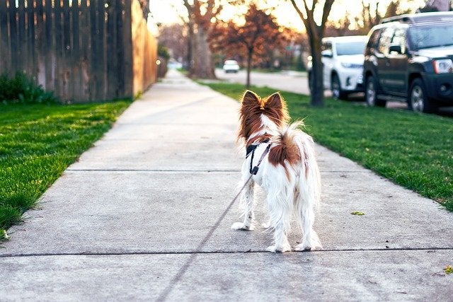 Dog on leash looks down sidewalk path