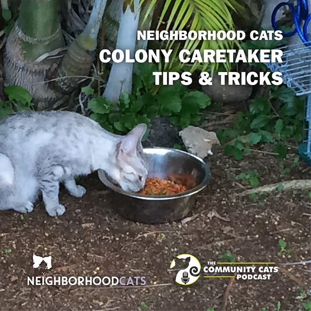 Community cat eats from food dish