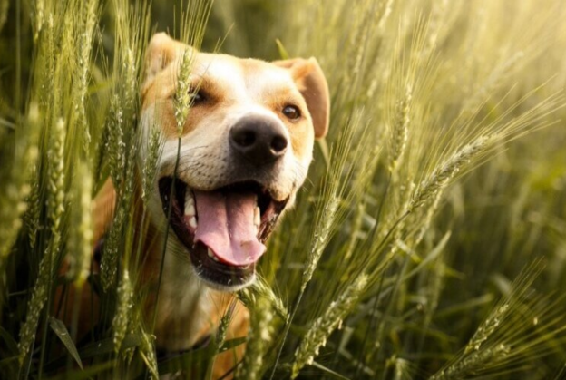 Online Conference – 10/22/21 to 10/24/21 – 2021 Annual Aggression in Dogs Conference – Loose Leash Academy (fee applies)