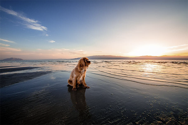 Dog sits on shoreline at sunrise