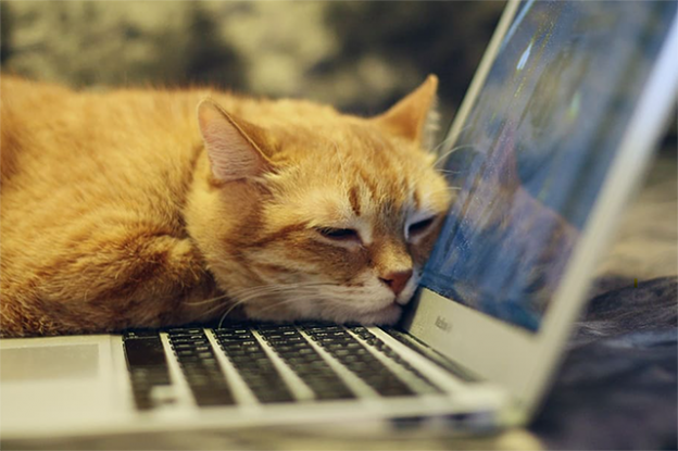 San Francisco SPCA Says Veterinary Telemedicine Should Be Here to Stay