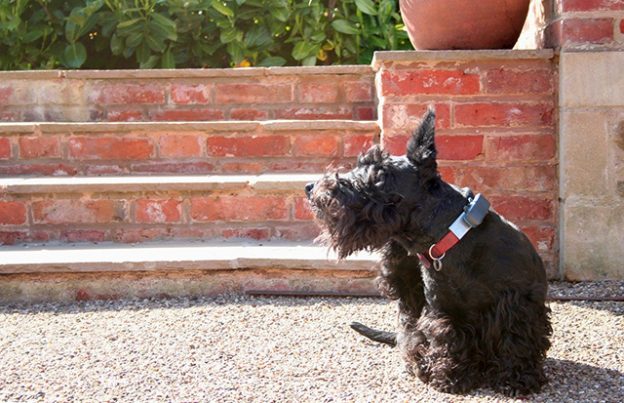 Webinar – 7/8/21 – Fetch the Best – Preparing for Itchy Pet Awareness Month! – VETGirl