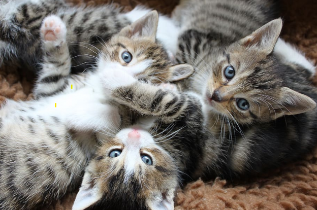 Five Essential Webinars for Kitten Season