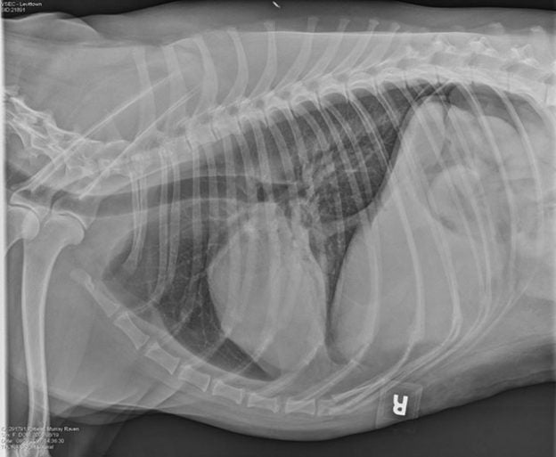 Webinar – 6/2/21 – YouTube LIVE: Canine Infectious Respiratory Disease: Clinical Conundrums – VETGirl