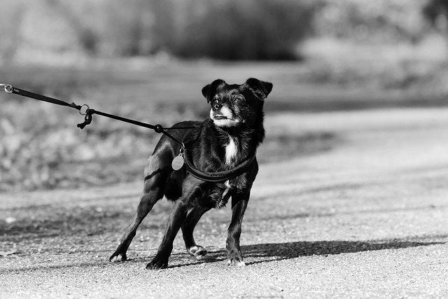 Dog pulls on leash