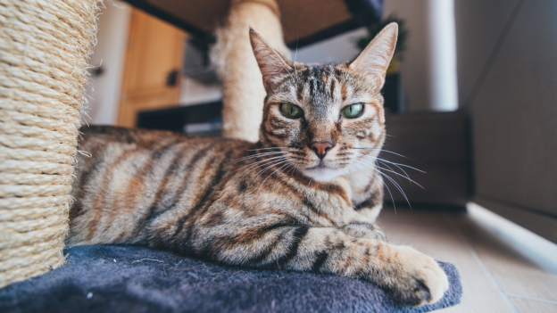Online Event – 7/17/21 – 2021 Feline Symposium: Caring for the Senior Cat – UC Davis School of Veterinary Medicine (fee applies)