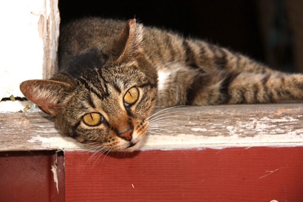 Webinar – 6/25/21 – The Top Ten: Questions and Controversy with Community Cat Programs – MCC and Maddie’s Fund