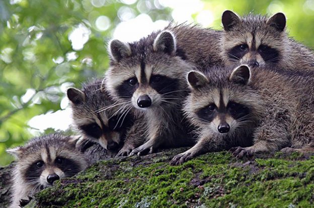 Webinar – Solving Problems with Raccoons – 7/13/21 – HSUS
