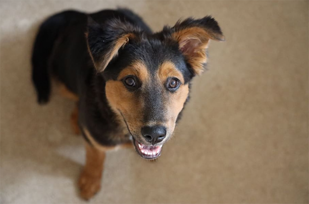 Webinar – 7/5/21 – Canine Welfare: How Do We Measure It and What Can We Learn Using These Measures in the Animal Shelter? – PPG (fee applies)