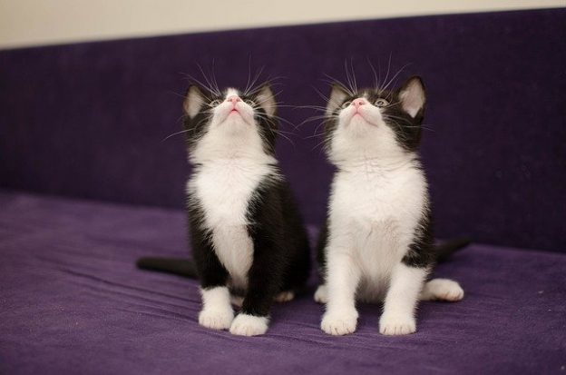 Webinar – 6/24/21 – What’s New? Updates on Infectious Diseases in Shelter Medicine – Texas Unites (fee applies)