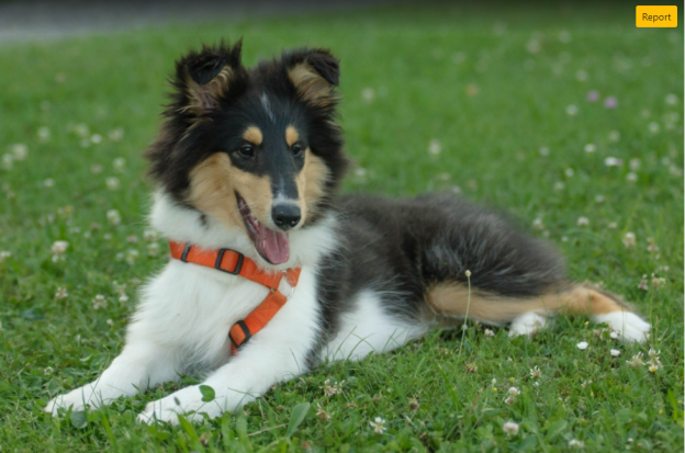 Online Course – Starts 9/16/21 – Canine Social Behavior – IAABC (fee applies)